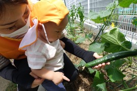 野菜の収穫（０歳児れんげ組）