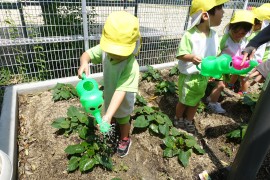 野菜の水やり