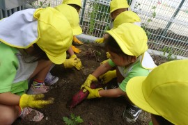 ３歳児たんぽぽ組　さつまいもほりの様子