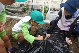 玉ねぎの苗を植えました。（４歳児さくら組）